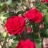 Rosa 'Mona Lisa'®