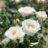 Rosa 'Maria Mathilda'® (= 'lenmar®')