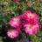 Rosa 'Magic Meidiland'® (= 'meibonrib'®)