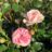 Rosa 'Maria Theresia'® (= 'coral fiesta'®)