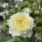 Rosa 'Nye Bevan'  (david austin®)