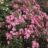 Rosa 'Neon'® adr 1999 (='kordatura'®)