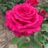 Rosa 'Noblesse'®