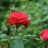 Rosa 'Dame de Coeur'