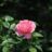 Rosa 'Queen Elisabeth'