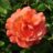 Rosa 'Westerland'® (='korlawe'®)