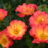 Rosa 'Summer of Love'