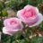 Rosa 'Princess Claire of Belgium'