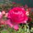 Rosa 'Pink Eden Rose'® (='margaret mae')