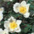 Rosa pimpinellifolia (=spinosissima)