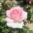 Rosa 'Prince Jardinier'® (=schloss ippenburg)