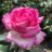 Rosa 'Princesse de Monaco'® (= 'meimagarmic'®)
