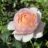Rosa 'Peter Paul Rubens'