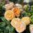 Rosa 'Roald Dahl' (david austin®)