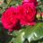 Rosa 'Red Eden Rose' (= 'eric tabarly/meidrason')