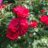 Rosa 'Red Love'