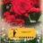 Rosa 'Santana'® (='tanklesant'®)