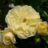Rosa 'Solero'® adr 2009 (='korgeleflo'®)