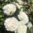 Rosa 'Swany'® (= 'meiburenac'®)