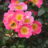 Rosa 'Topolina'® adr 2010