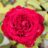 Rosa 'Winschoten'® (= 'botero/meiafone'®)