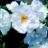 Rosa 'White Roadrunner'®
