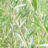 Salix alba 'Chermesina' (='britzensis')