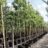 Sassafras albidum