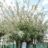 Salix integra 'Hakuro Nishiki'