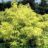 Sambucus nigra 'Aurea'