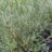 Salix purpurea