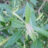 Salix triandra