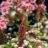 Sempervivum arachnoideum