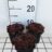 Sempervivum 'Dark Beauty'