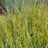 Sesleria heufleriana
