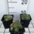 Sempervivum hybr. 'Jubilee'