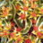 Sedum kamt. 'Variegatum'
