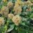 Skimmia jap. 'Fragrant Cloud'