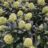 Skimmia jap. 'Finchy'®