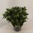 Skimmia jap. 'White Globe'®