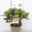 Skimmia jap. 'White Globe'®