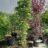 Sorbus hybr. 'Autumn Spire'® (= 'flanrock'®)
