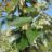 Sorbus aria 'Magnifica'