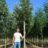 Sorbus aria 'Magnifica'