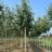 Sorbus aria 'Magnifica'