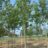 Sorbus aucuparia