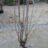 Sorbus aucuparia