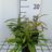 Solidago hybr. 'Loysder Crown'