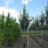 Sorbus latifolia 'Henk Vink'