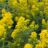 Solidago roanensis